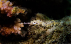 Title: Feel alone
name: Network Pipefish (Corythoichthys... by Mr Chai 